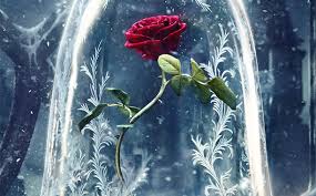 rose beauty n the beast