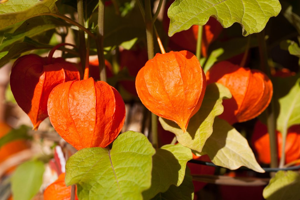ashwagandha-plant_1024x
