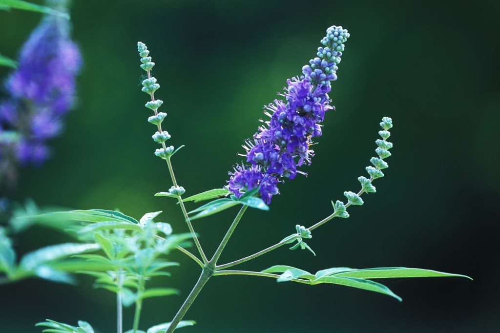 herbal supplements for&nbsp;Endometriosis